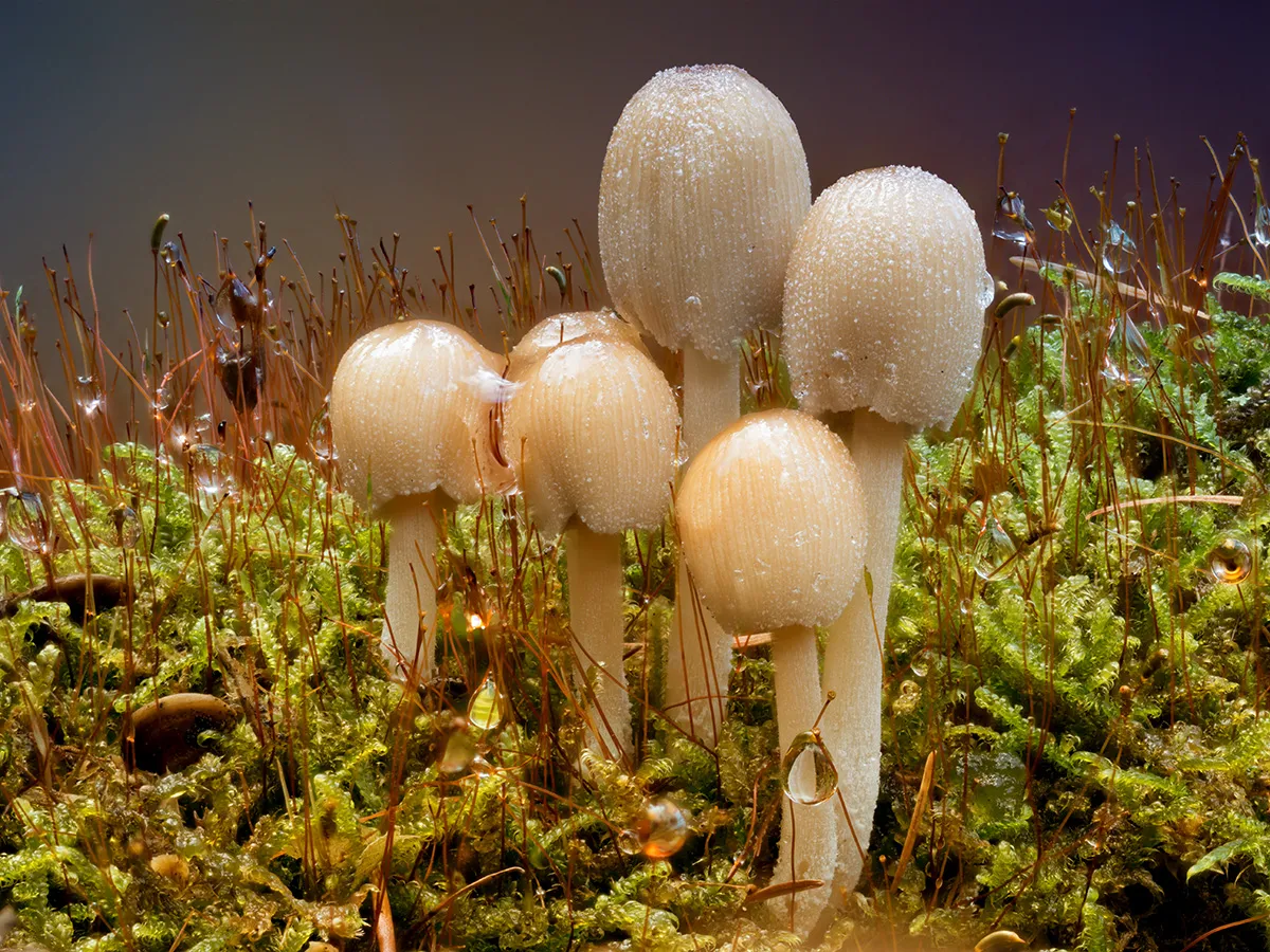 Other Mushrooms 2025 34
