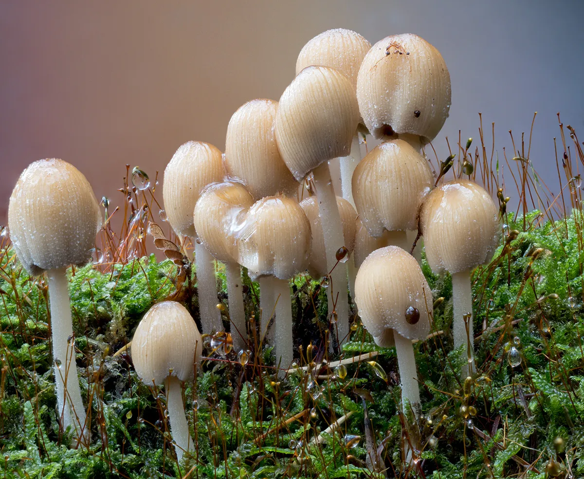 Other Mushrooms 2025 35