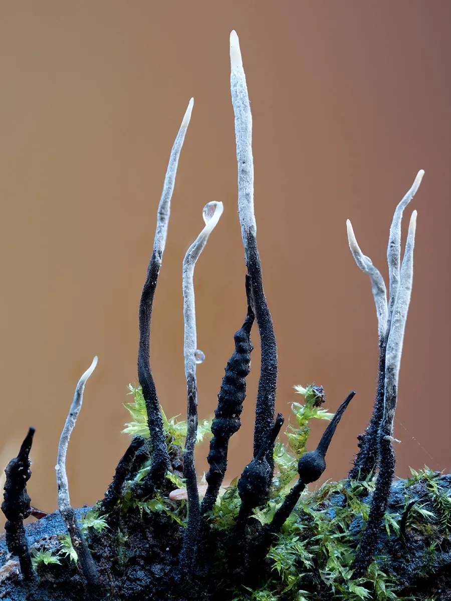 Other Mushrooms 2025 36