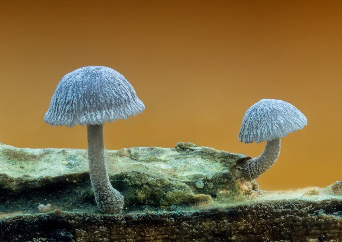 Other Mushrooms 2025 37