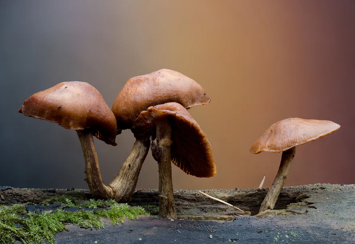 Other Mushrooms 2025 39