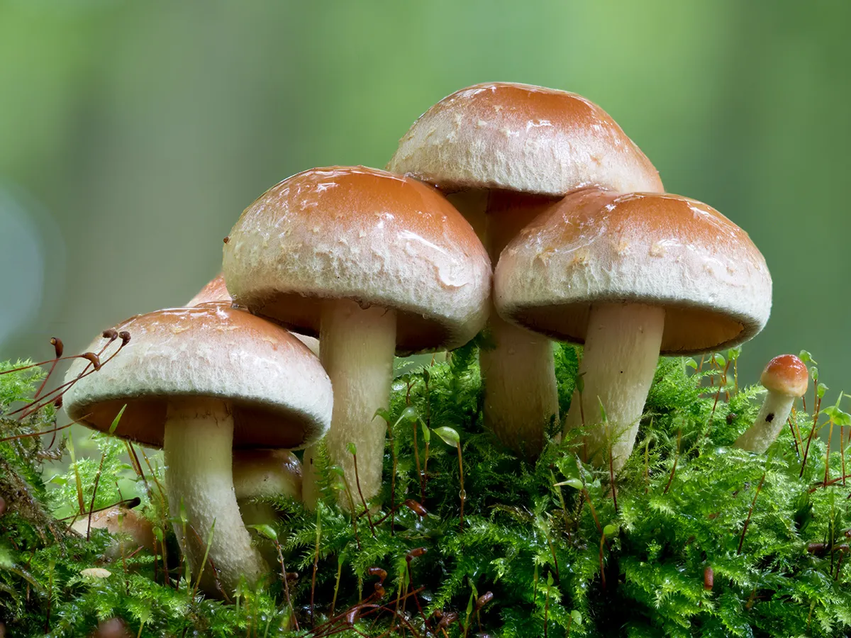 Other Mushrooms 2025 4