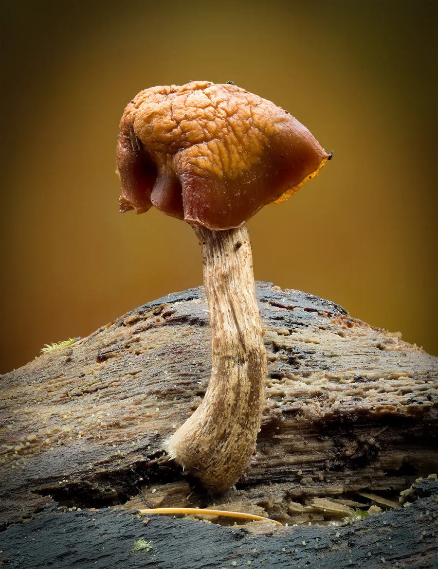 Other Mushrooms 2025 40