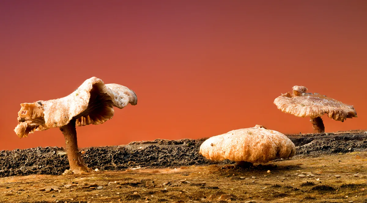 Other Mushrooms 2025 41