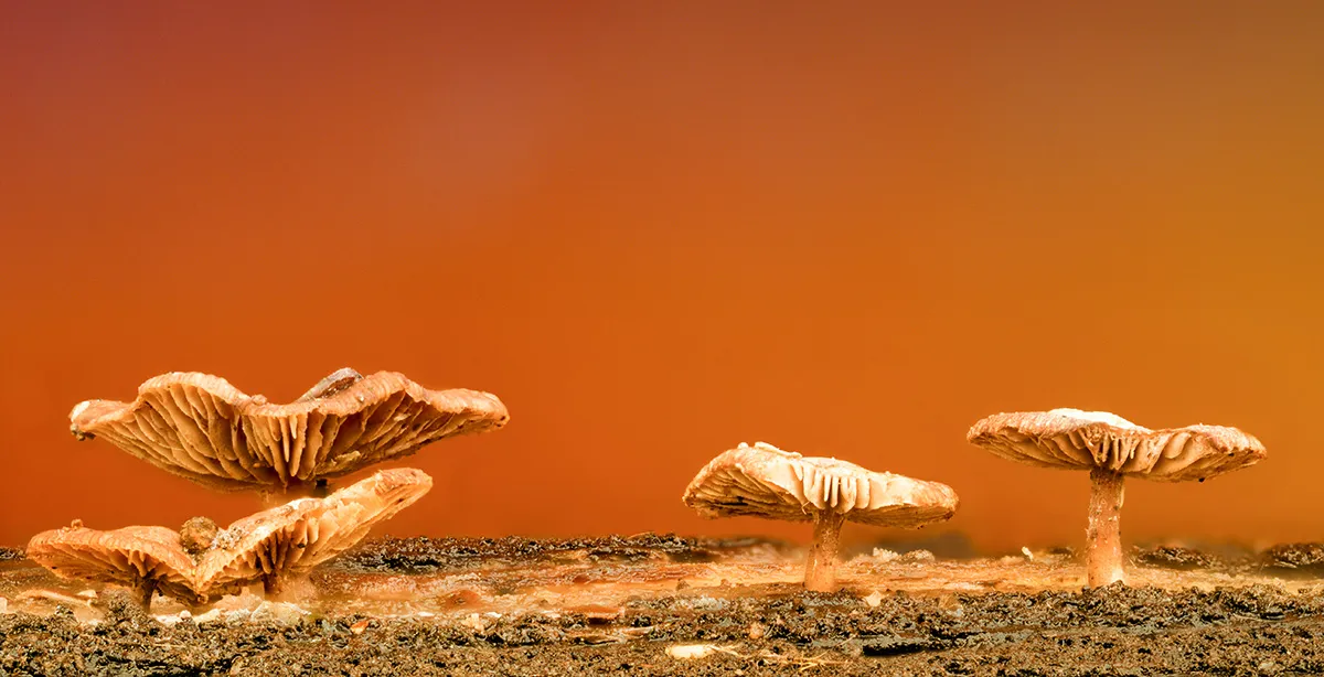 Other Mushrooms 2025 42