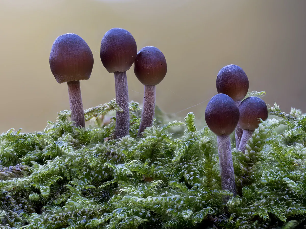 Other Mushrooms 2025 46