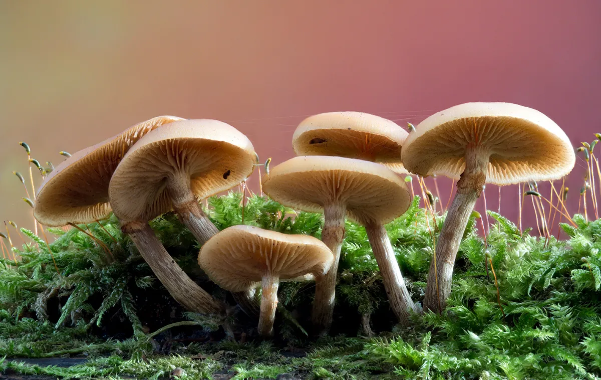 Other Mushrooms 2025 47
