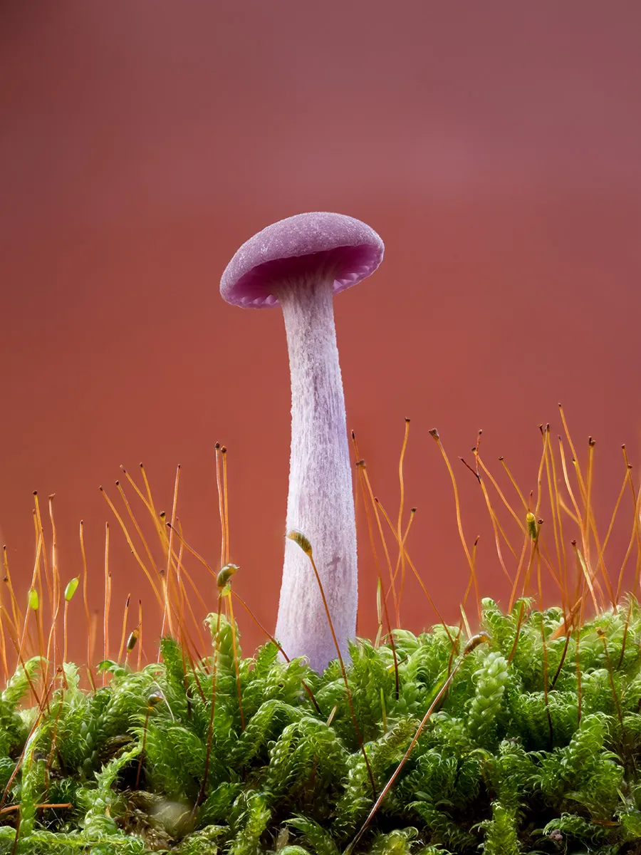 Other Mushrooms 2025 48