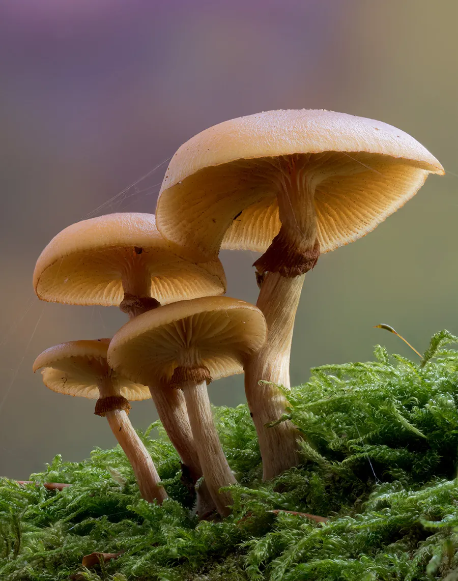 Other Mushrooms 2025 49
