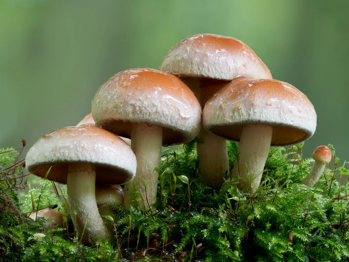 Other Mushrooms 2025 5