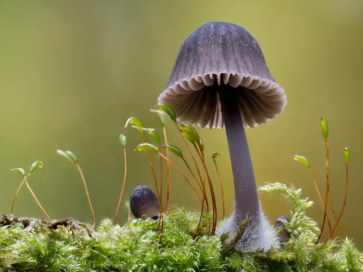 Other Mushrooms 2025 50