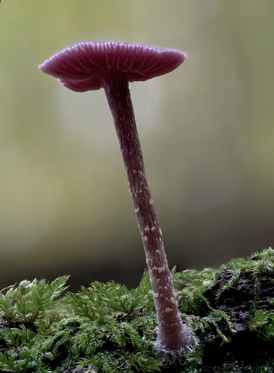 Other Mushrooms 2025 51