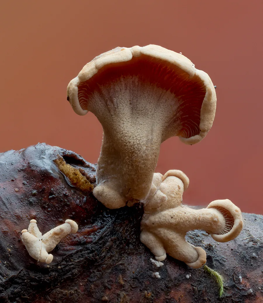 Other Mushrooms 2025 52