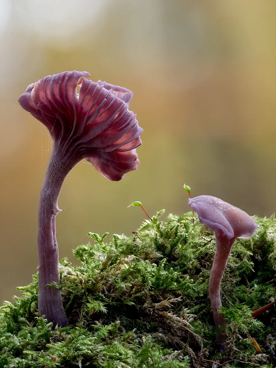 Other Mushrooms 2025 55