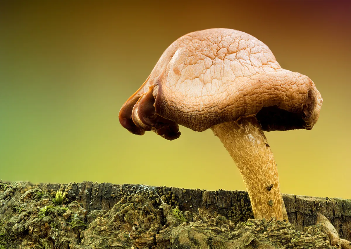 Other Mushrooms 2025 58