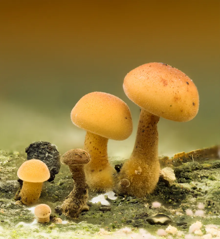 Other Mushrooms 2025 59