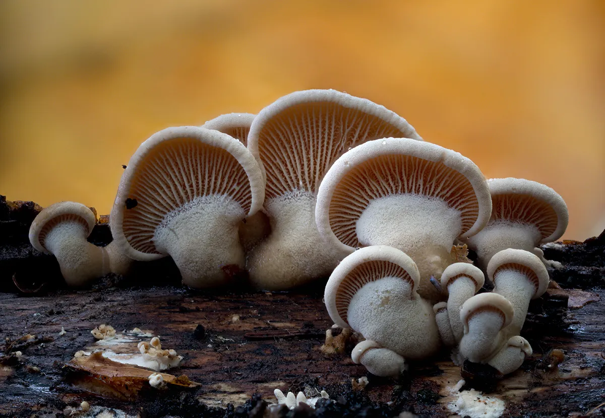 Other Mushrooms 2025 6