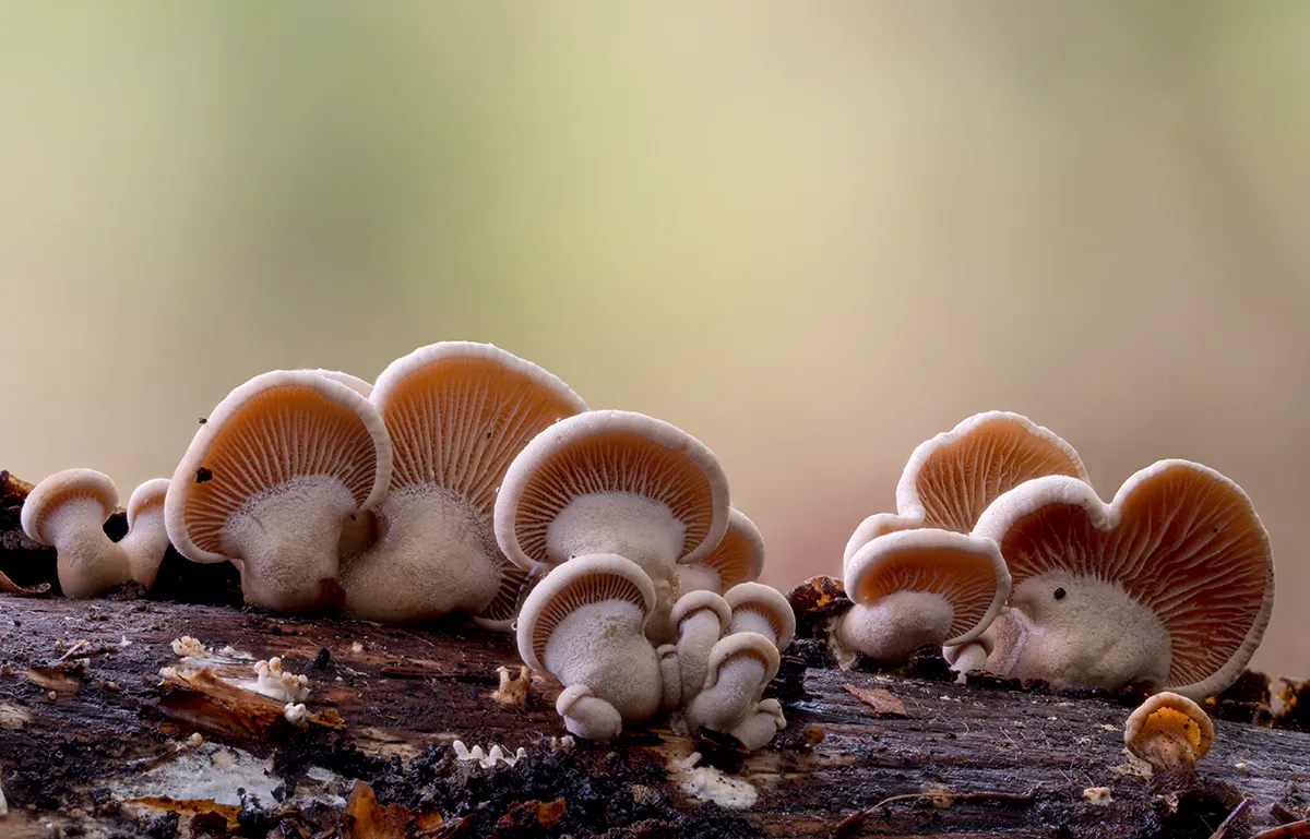 Other Mushrooms 2025 7