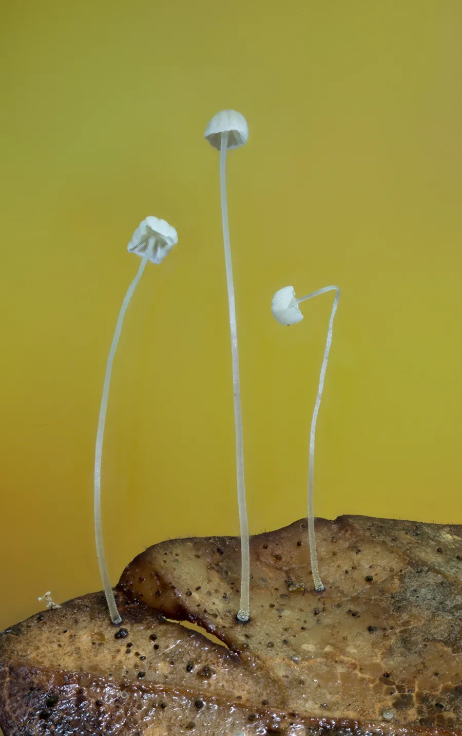 Other Mushrooms 2025 9