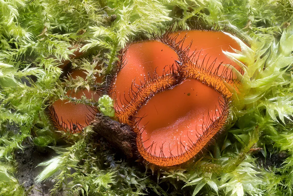 Other Mushrooms 2026 10