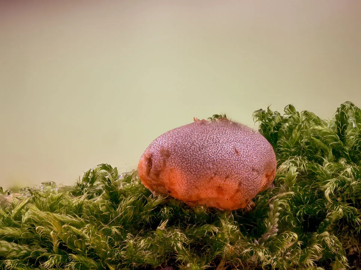 Other Mushrooms 2026 13
