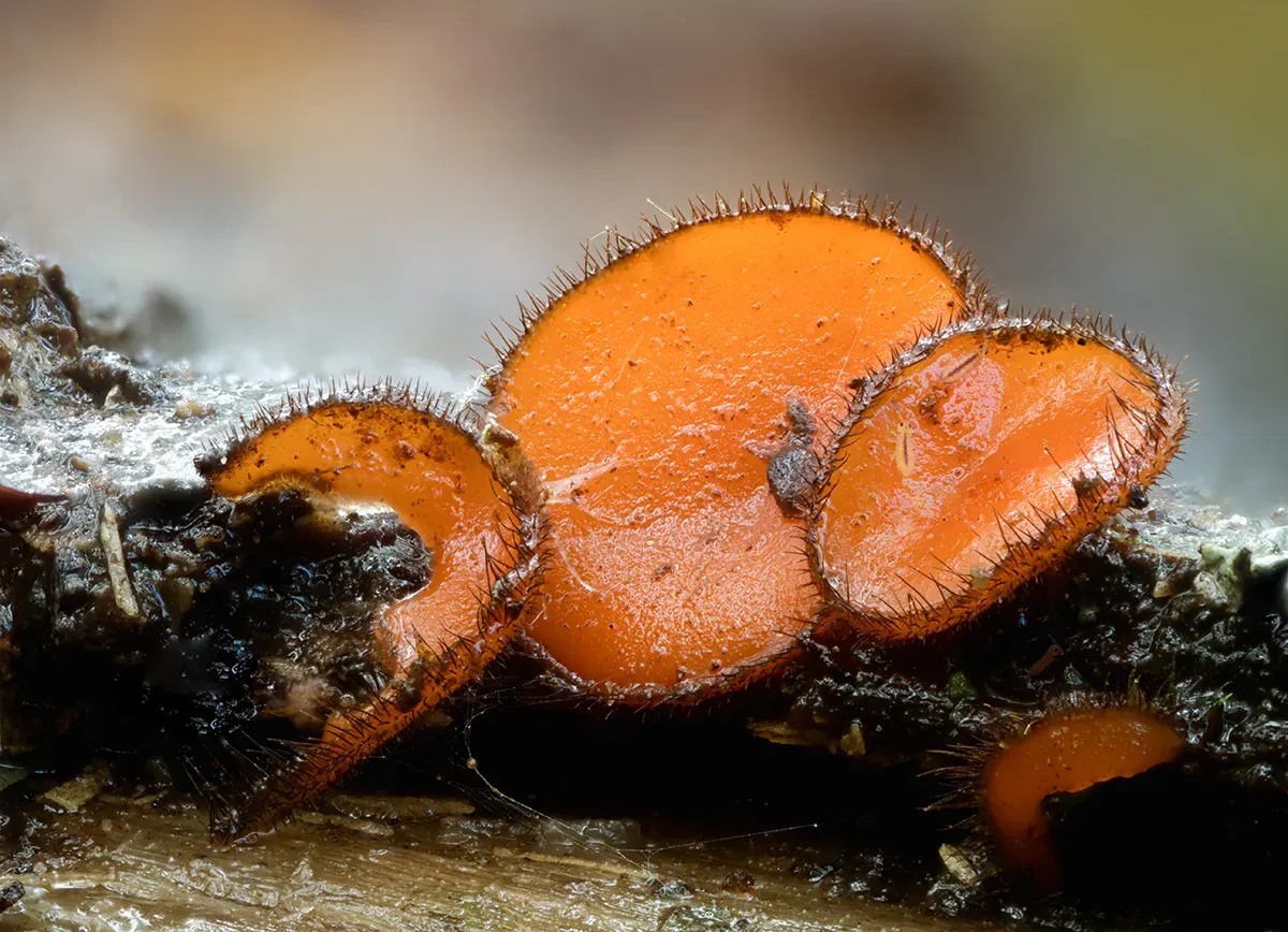 Other Mushrooms 2026 14