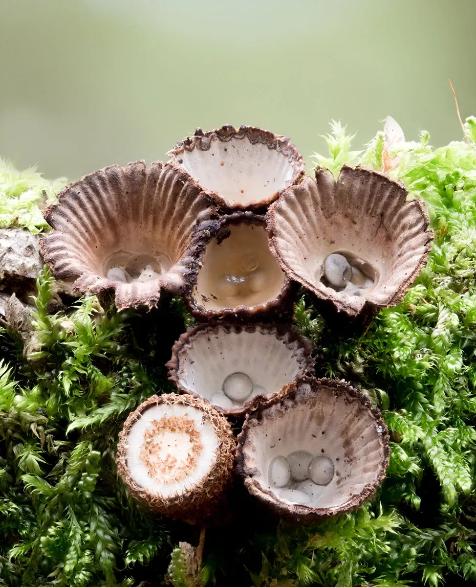 Other Mushrooms 2026 17