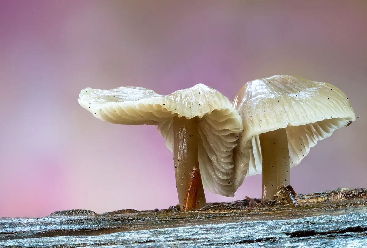 Other Mushrooms 2026 18