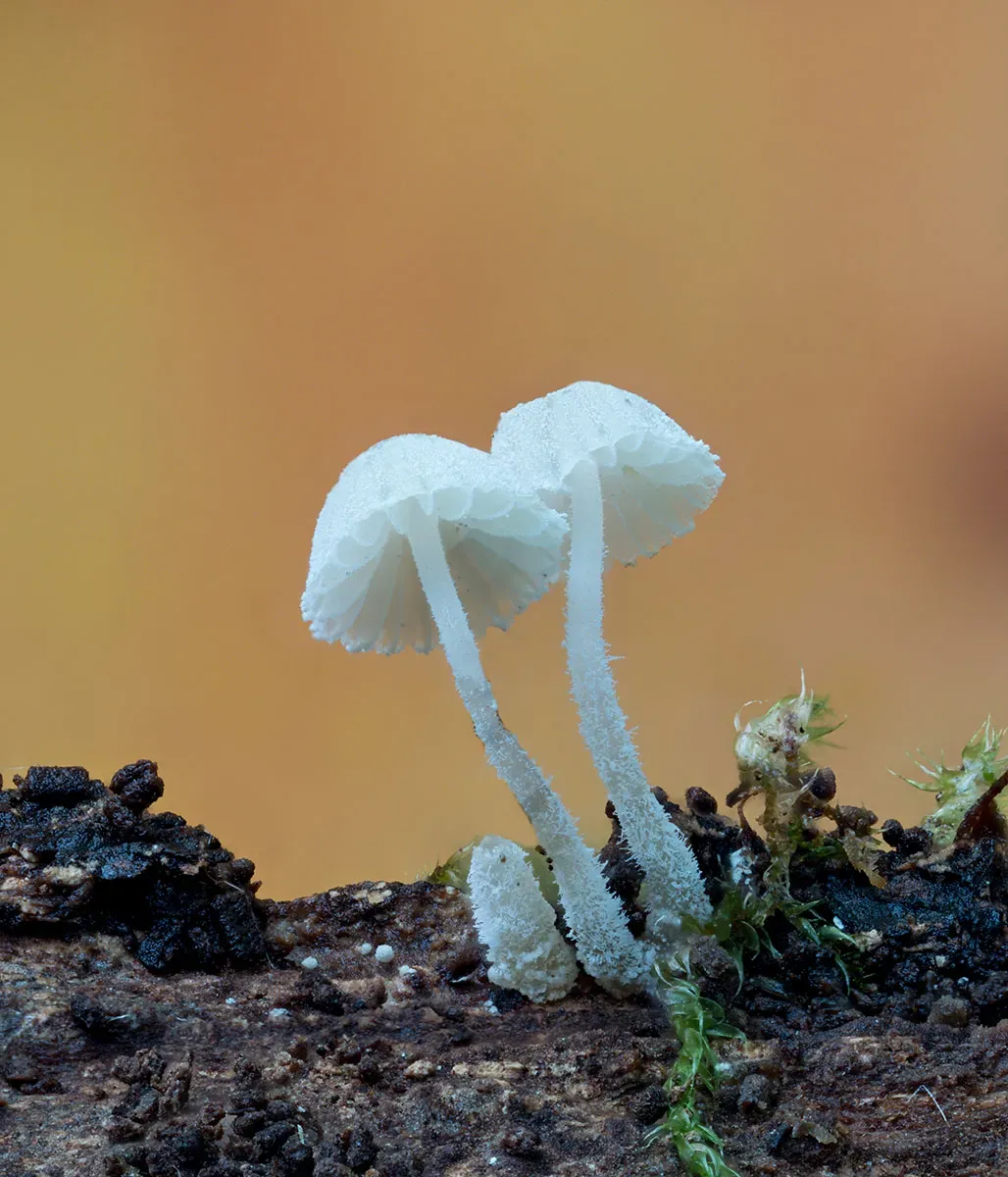 Other Mushrooms 2026 2
