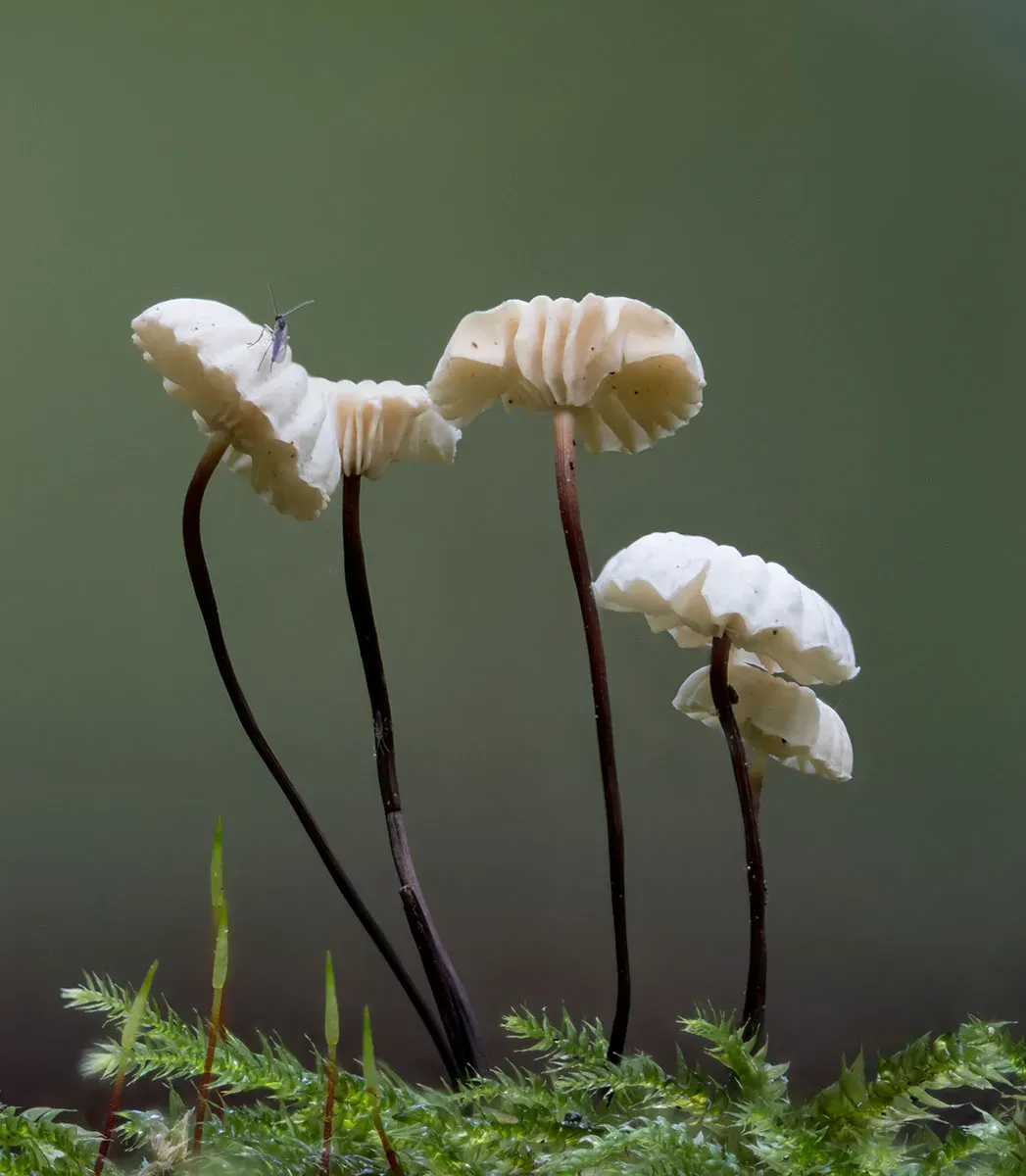 Other Mushrooms 2026 20