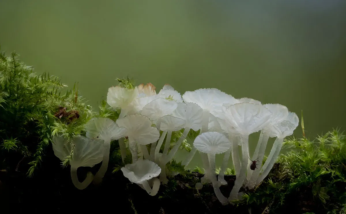 Other Mushrooms 2026 5 2