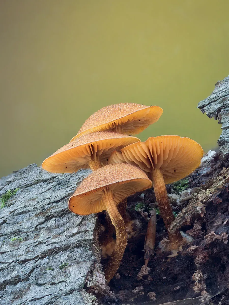 Other Mushrooms 2026 23