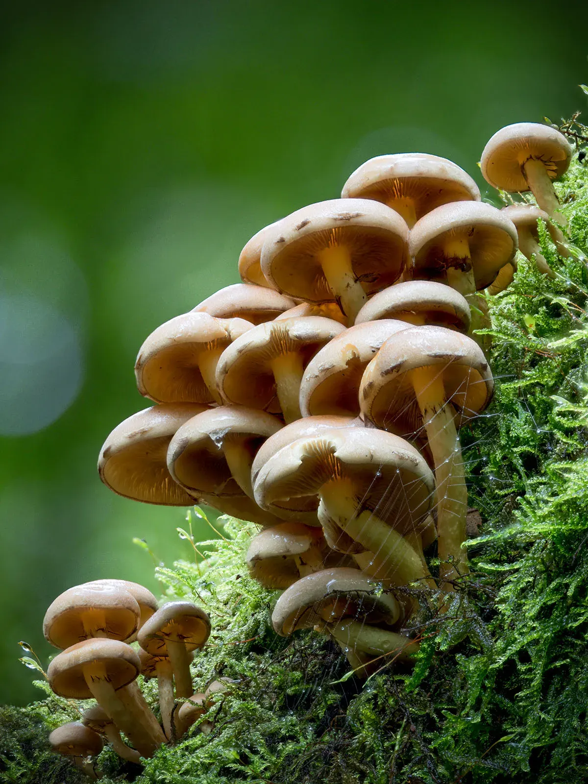 Other Mushrooms 2026 24