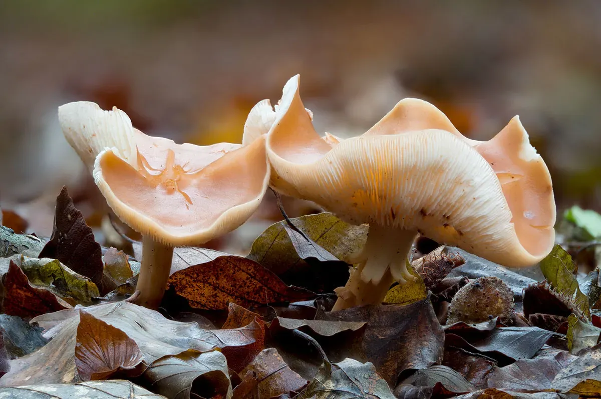 Other Mushrooms 2026 26