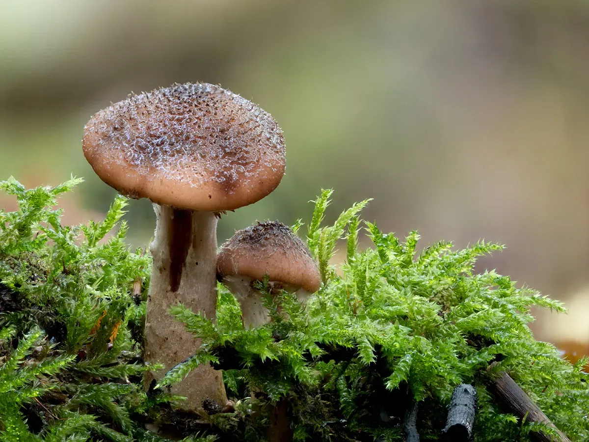 Other Mushrooms 2026 27
