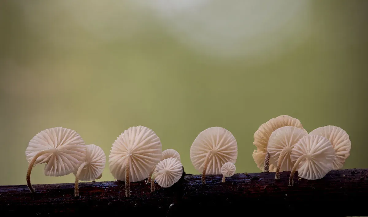 Other Mushrooms 2026 28