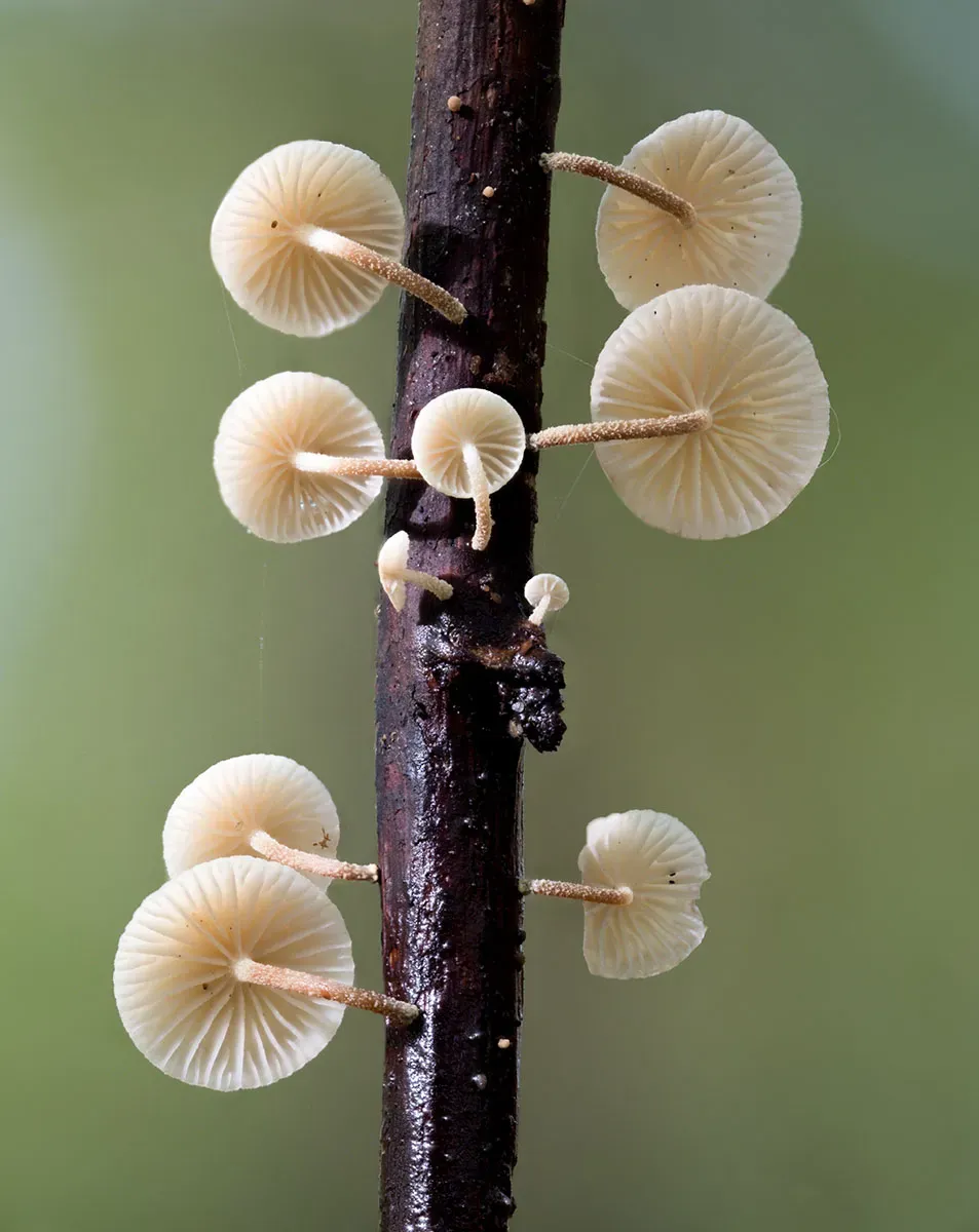Other Mushrooms 2026 29