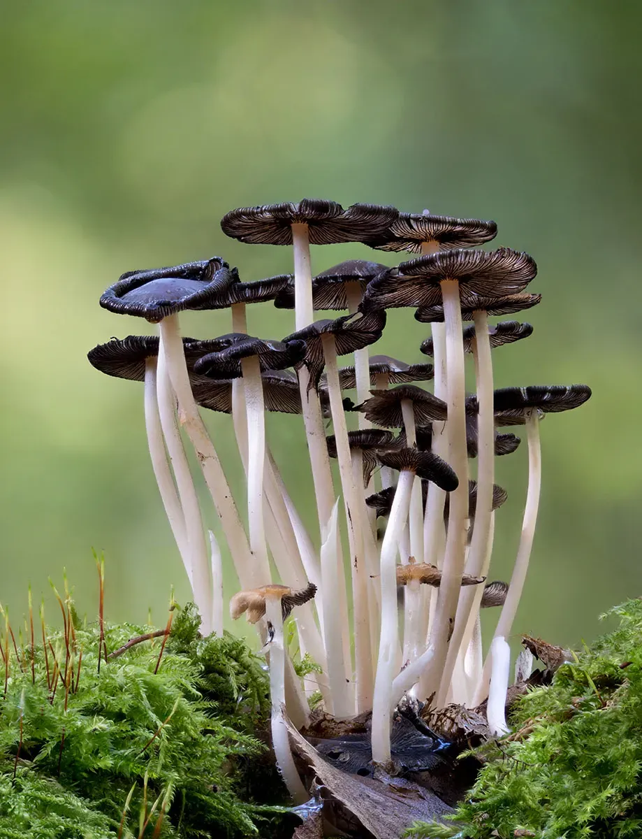 Other Mushrooms 2026 3