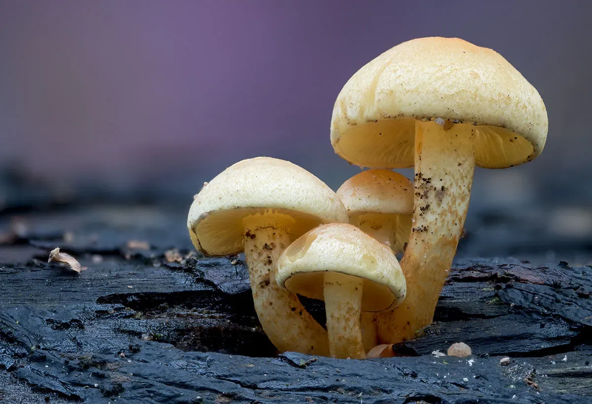 Other Mushrooms 2026 33