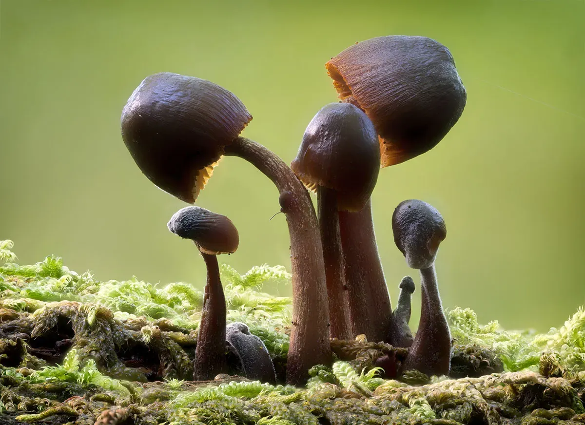 Other Mushrooms 2026 4
