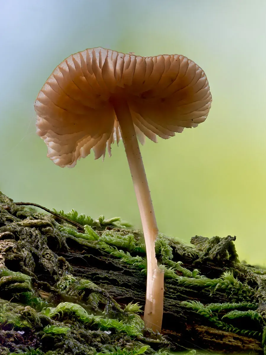Other Mushrooms 2026 5
