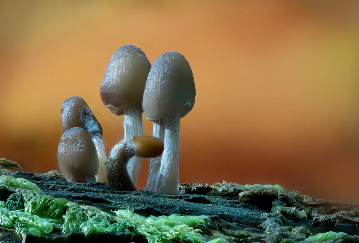 Other Mushrooms 2026 6