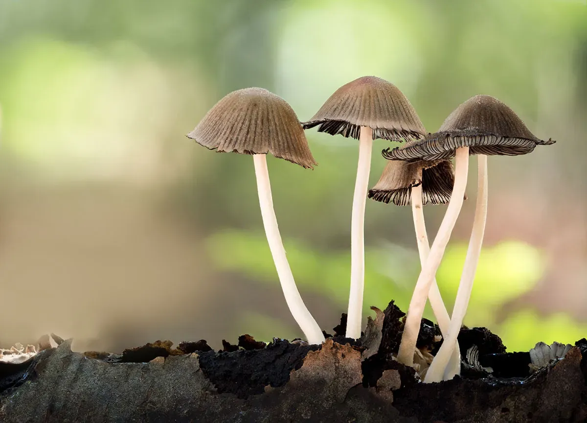 Other Mushrooms 2026 8