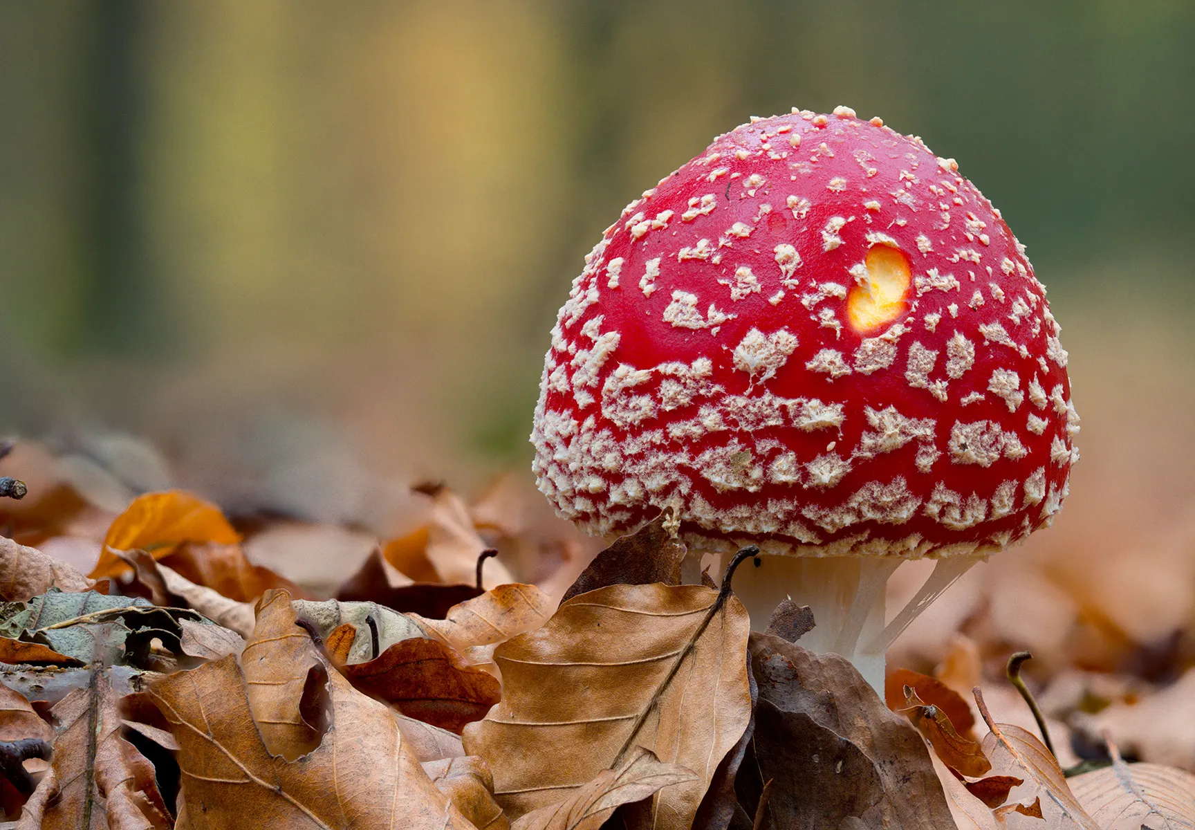 Fly Agaric 1