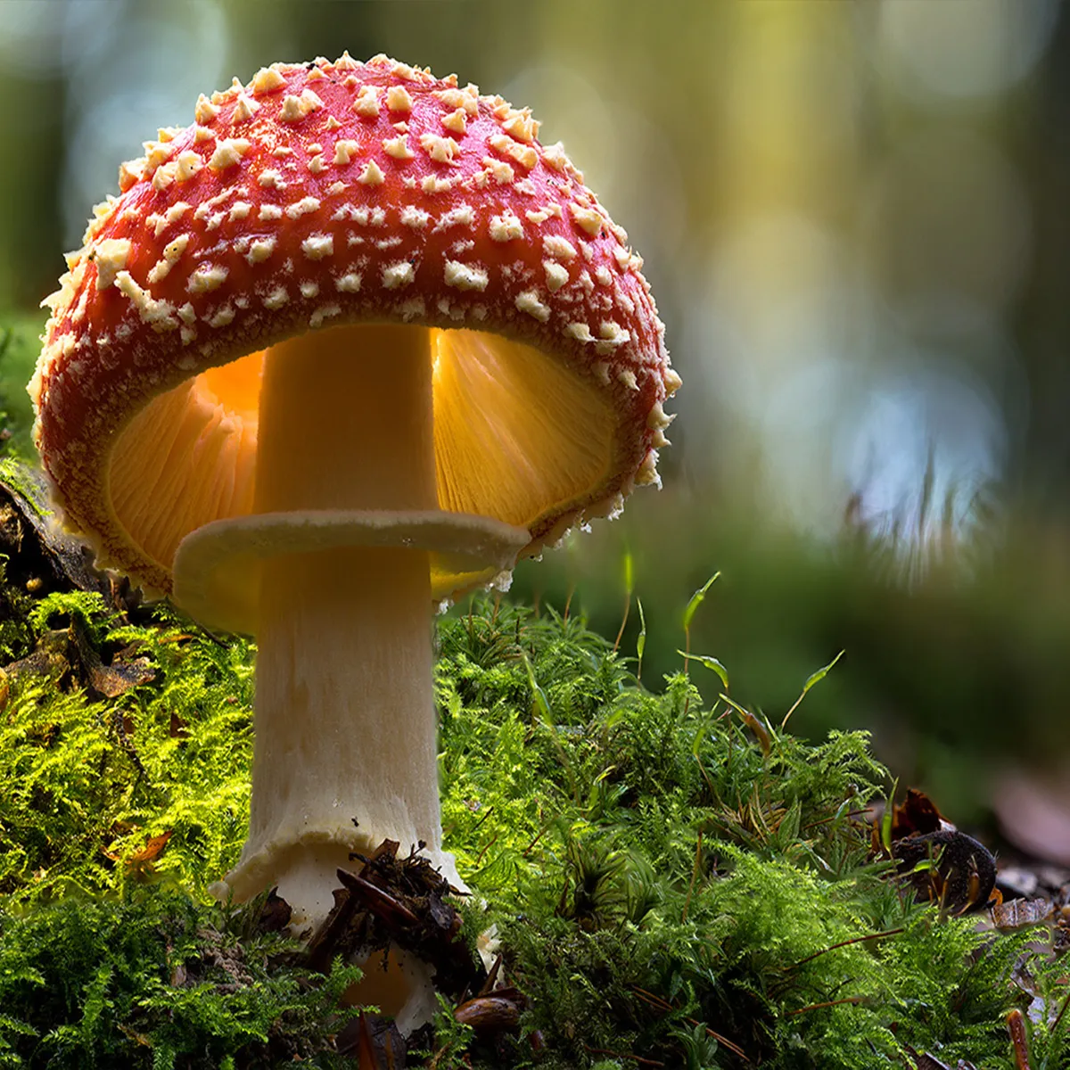 Fly Agaric 10