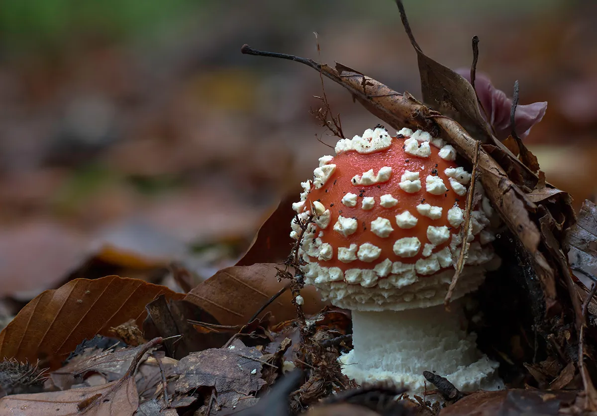 Fly Agaric 11