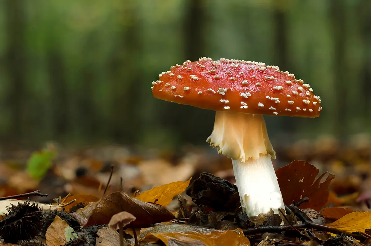 Fly Agaric 13