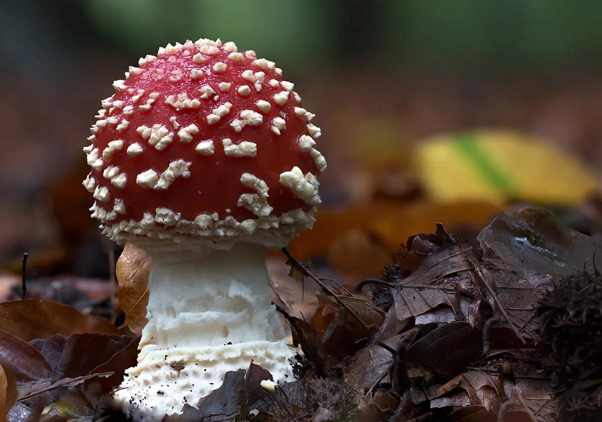 Fly Agaric 14