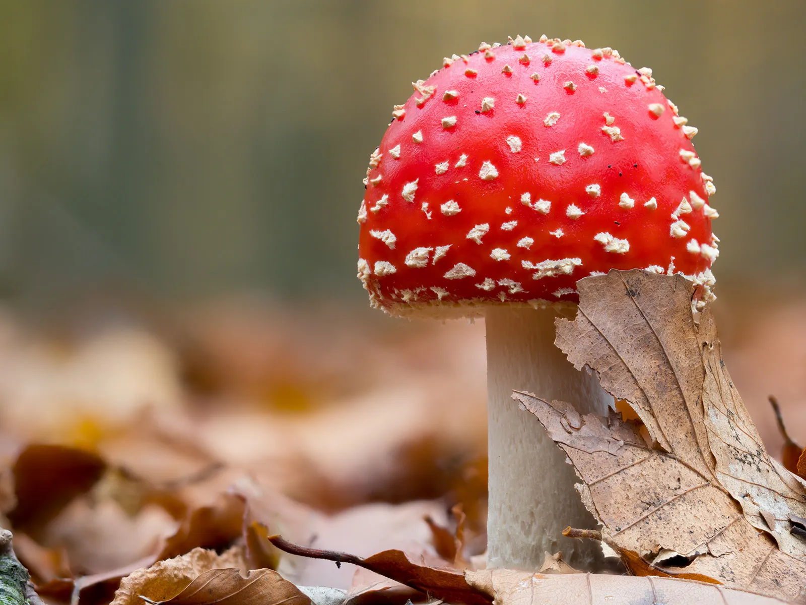 Fly Agaric 15