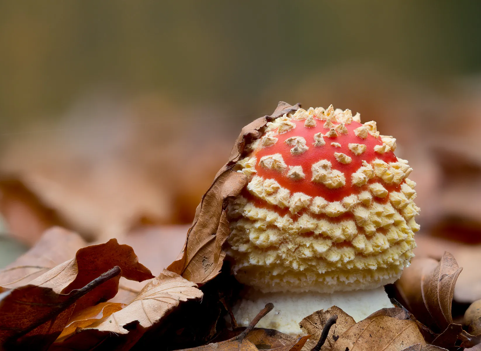 Fly Agaric 16